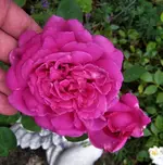 IMG_9905 (2).webp