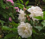 IMG_0537.JPG