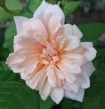 41474498_10217328128223734_9168314438770491392_n (2).webp