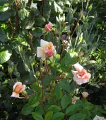 IMG_0641.JPG