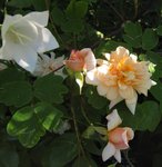 IMG_0777.JPG
