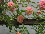 IMG_0014.JPG