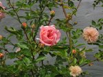 IMG_0018.JPG