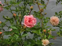 IMG_0018.webp