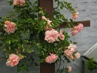 IMG_0021.webp