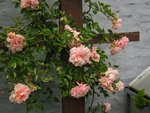 IMG_0021.JPG
