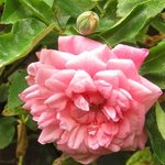 IMG_1949.JPG