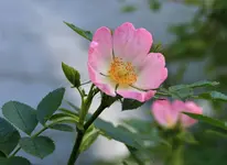IMG_5956.JPG