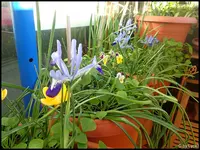 c034.webp