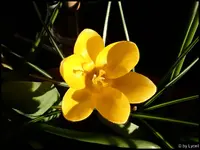 c035.jpg