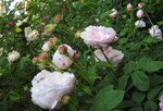IMG_0740.JPG