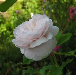 IMG_2068.JPG