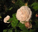 IMG_2086.JPG