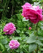 IMG_4756-001 (2).webp