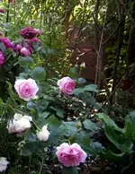 IMG_5111 (2).JPG