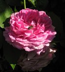 IMG_0809.JPG