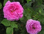 IMG_1095.JPG