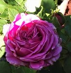 IMG_20190523_095241.jpg