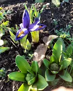 holl Iris (2).jpg