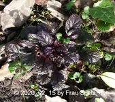 Forum Unbekannte Pflanze Insel 2020_02_15 P1140614.webp