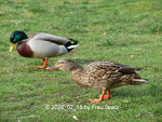 Forum Enten Humpelchen Erpel 2020_02_15 P1140575.JPG