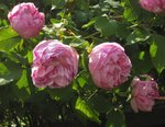 IMG_0071.JPG