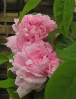IMG_0409.JPG