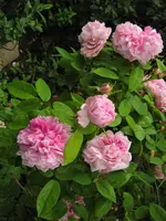 IMG_0606.JPG
