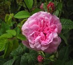 IMG_0610.JPG