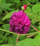IMG_1086.JPG