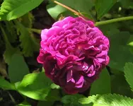 IMG_1754.JPG