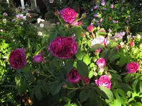 IMG_0631.JPG