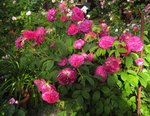 IMG_1113.JPG