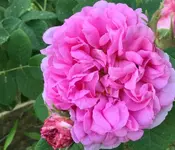 33455470_995350280619976_3979384536587829248_n (3).webp