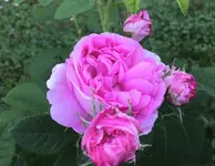 33594203_995350300619974_5409020630773268480_n (2).jpg