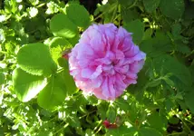 IMG_0769.JPG