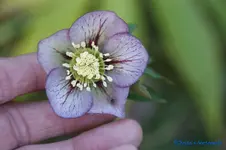 H.o.Rosa Picotee.webp