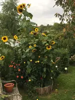 2019-09-07 Dahlienbeet von Westen.webp