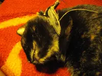 IMGP8624.webp