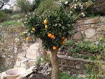 Orangenbaum.jpg