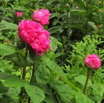 IMG_0390.JPG