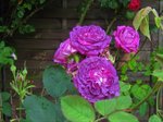 IMG_0804.JPG