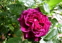 IMG_4722-002 (2).webp