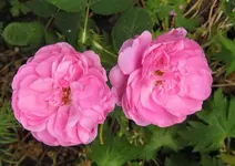 IMG_1818.JPG