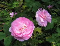 IMG_1779.JPG