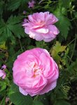 IMG_1780.JPG