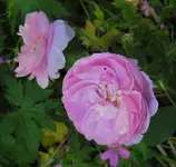 IMG_1795.JPG