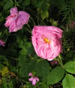 IMG_1769.JPG