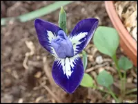 c043.webp