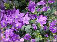 c045.webp
